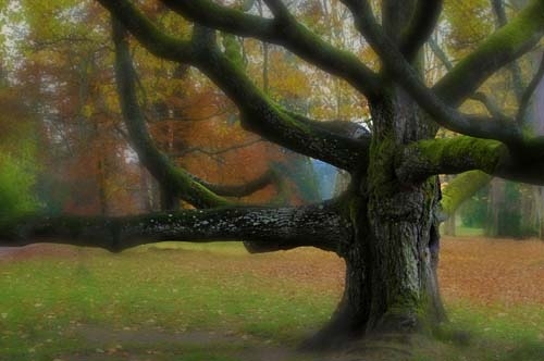 Bognár Róbert::A vén göcsörtös fa álma